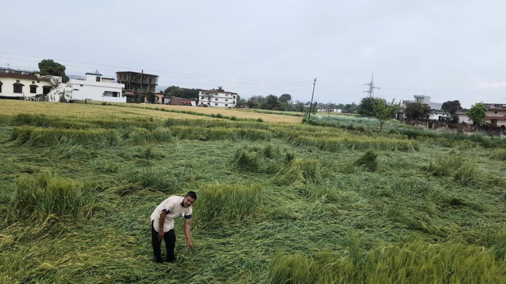 क्या धोखा है प्रधानमंत्री फसल  बीमा योजना? बीमा किश्त 400₹ और मुआवजा मात्र 163₹ का । NIU